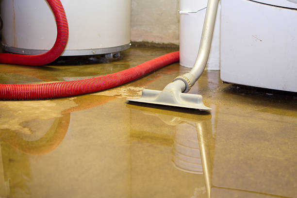 Best Mold removal after water damage  in Ruston, WA